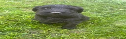 Giant Schnauzer dogs for sale: Ready now! KC Giant Schnauzer Girl Puppy - Advert 8