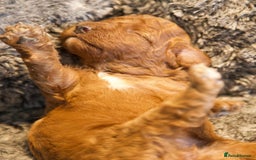 Cavapoo dogs for sale: Gorgeous F1B Fox Red Cavapoo Puppies - Image 10