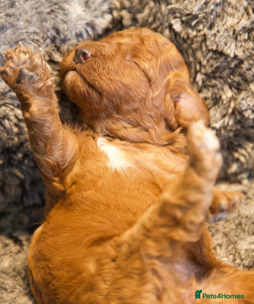 Cavapoo dogs for sale: Gorgeous F1B Fox Red Cavapoo Puppies - Image 10