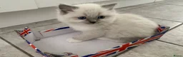 Ragdoll cats for sale: Male/Female Kitten Looking for a Loving  Home in Newport Pagnell - Advert 28