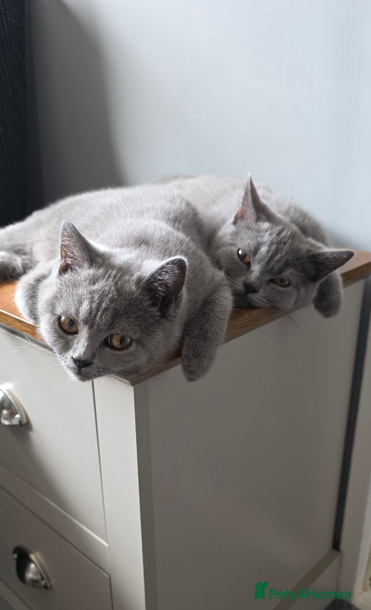 British Shorthair cats Beautiful British Short Hair Kittens. Ready now. - Advert 16