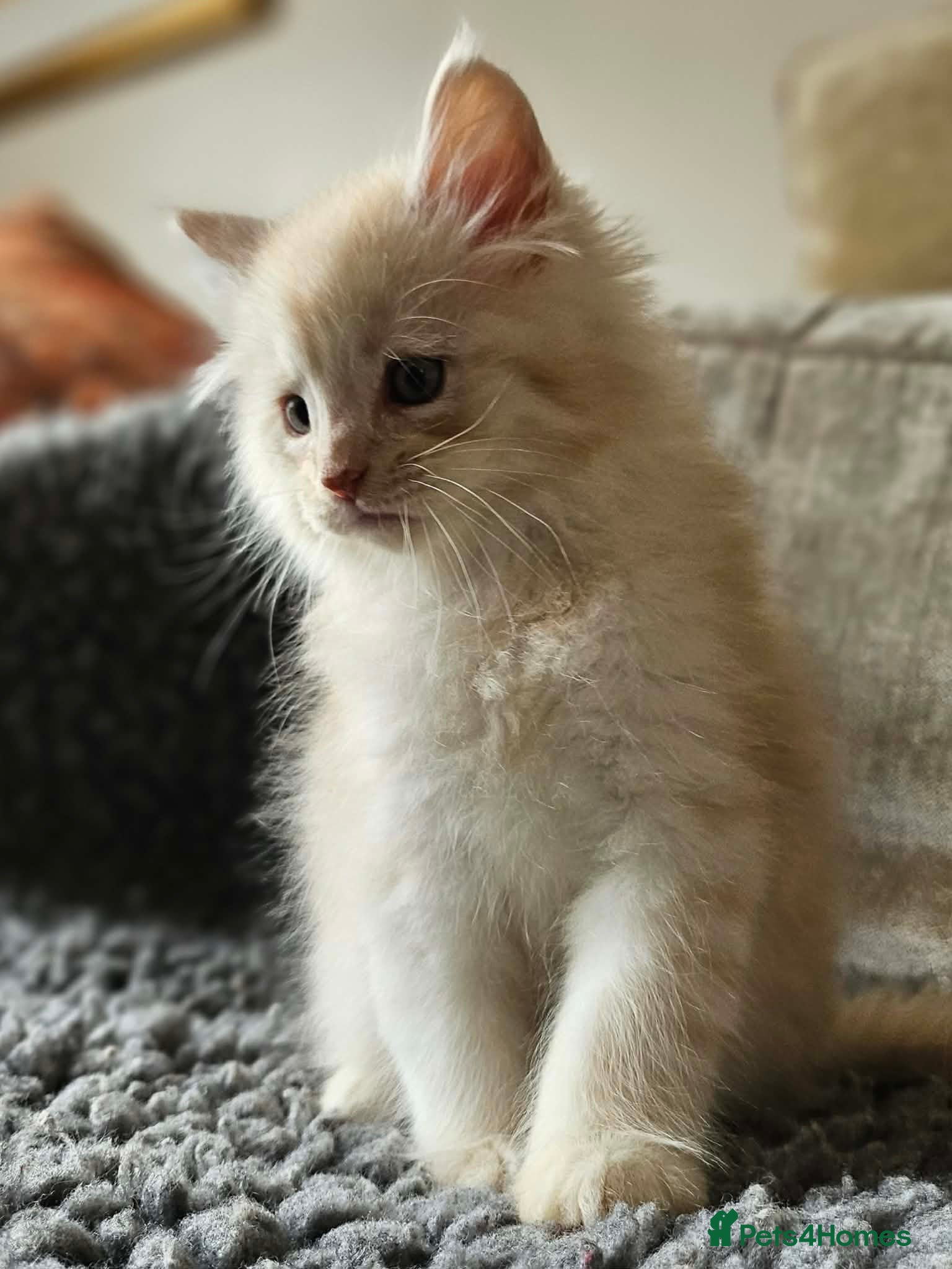 Maine Coon cats XXL Exceptional Pedigree Kittens Russian line - Advert 17