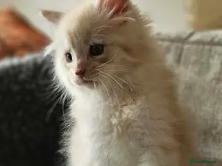 Maine Coon cats XXL Exceptional Pedigree Kittens Russian line - Advert 17