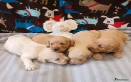 Labradoodle dogs for sale: f1 MINIATURRE LABRADOODLES FROM 5*LICENCED BREEDER - Image 4