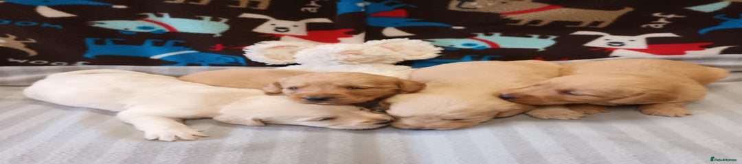 Labradoodle Puppy 7
