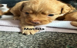 Mixed Breed dogs for sale: 4 beautiful playful pups - Image 6
