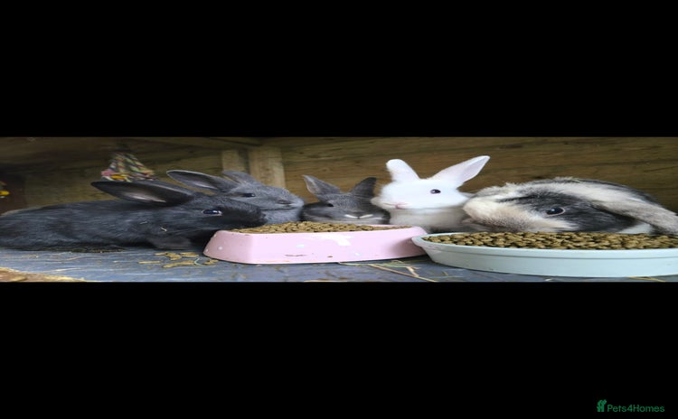 Mini Lop rabbits - Advert 6
