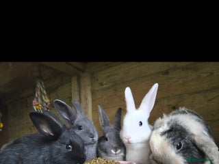 Mini Lop rabbits - Advert 33