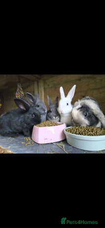 Mini Lop rabbits - Advert 1