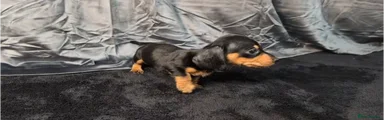 Pup 1 Black & Tan Boy