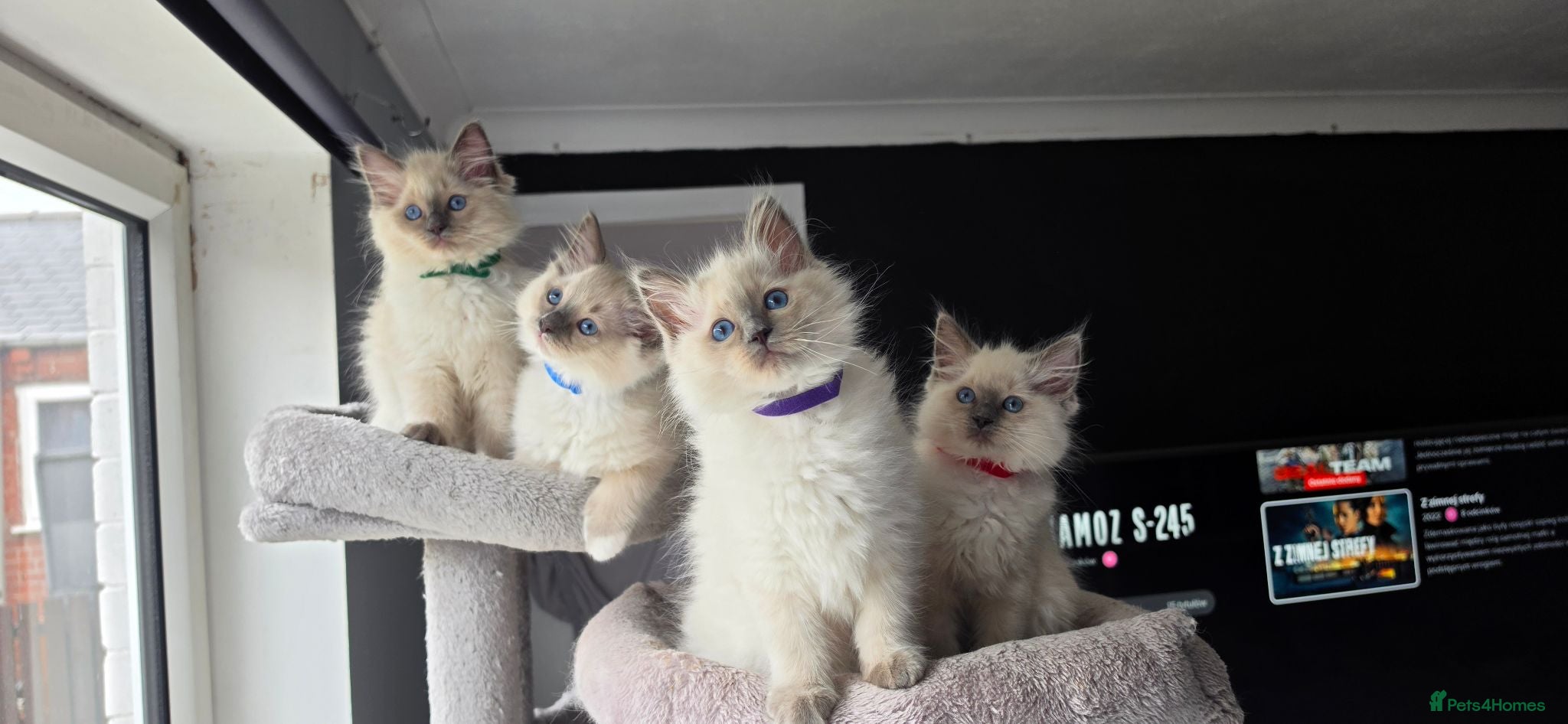 Ragdoll cats Ragdoll kittens  - Advert 1