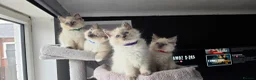 Ragdoll cats for sale: Ragdoll kittens  - Advert 1