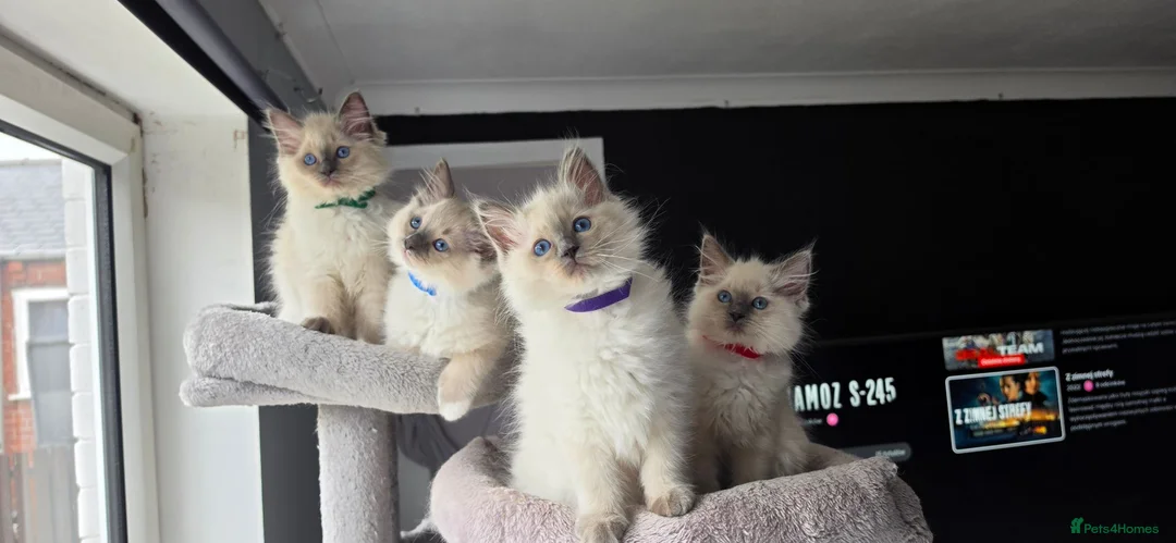 Ragdoll cats for sale: Ragdoll kittens  - Advert 1