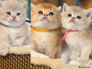 British Shorthair cats British sh Blue Golden kittens GCCF - Advert 5