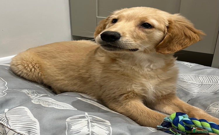 Golden Retriever dogs - Advert 3