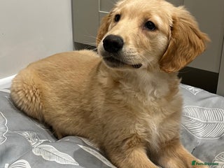 Golden Retriever dogs - Advert 2