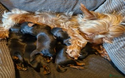 Yorkshire Terrier dogs for sale: Miniature Yorkshire terrier puppies - Image 7