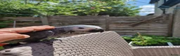 Parrots birds for sale: Super tame African Greys  in Harrow - Advert 9