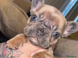 French Bulldog dogs French bulldog puppies - Advert 1