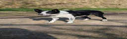 Border Collie dogs for sale: 1 pup left of the litter - Advert 6