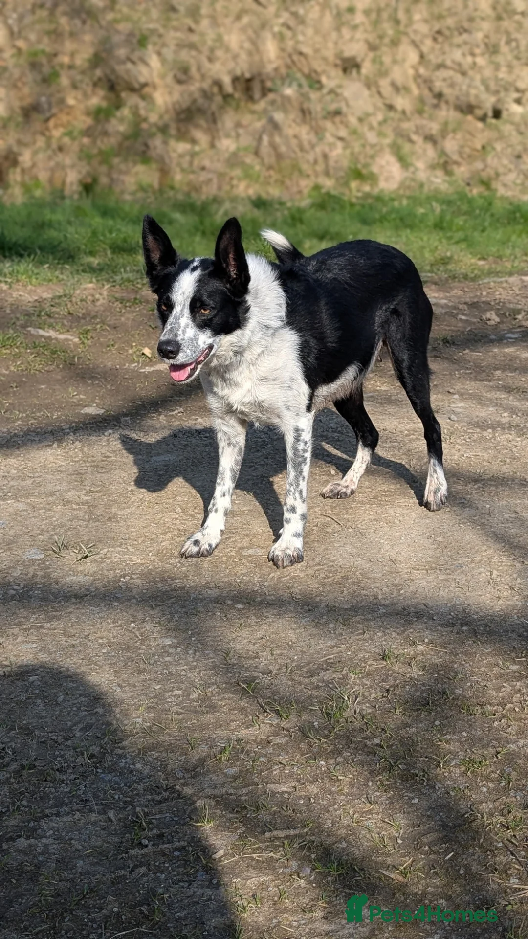 Border Collie dogs for sale: 1 pup left of the litter - Advert 6