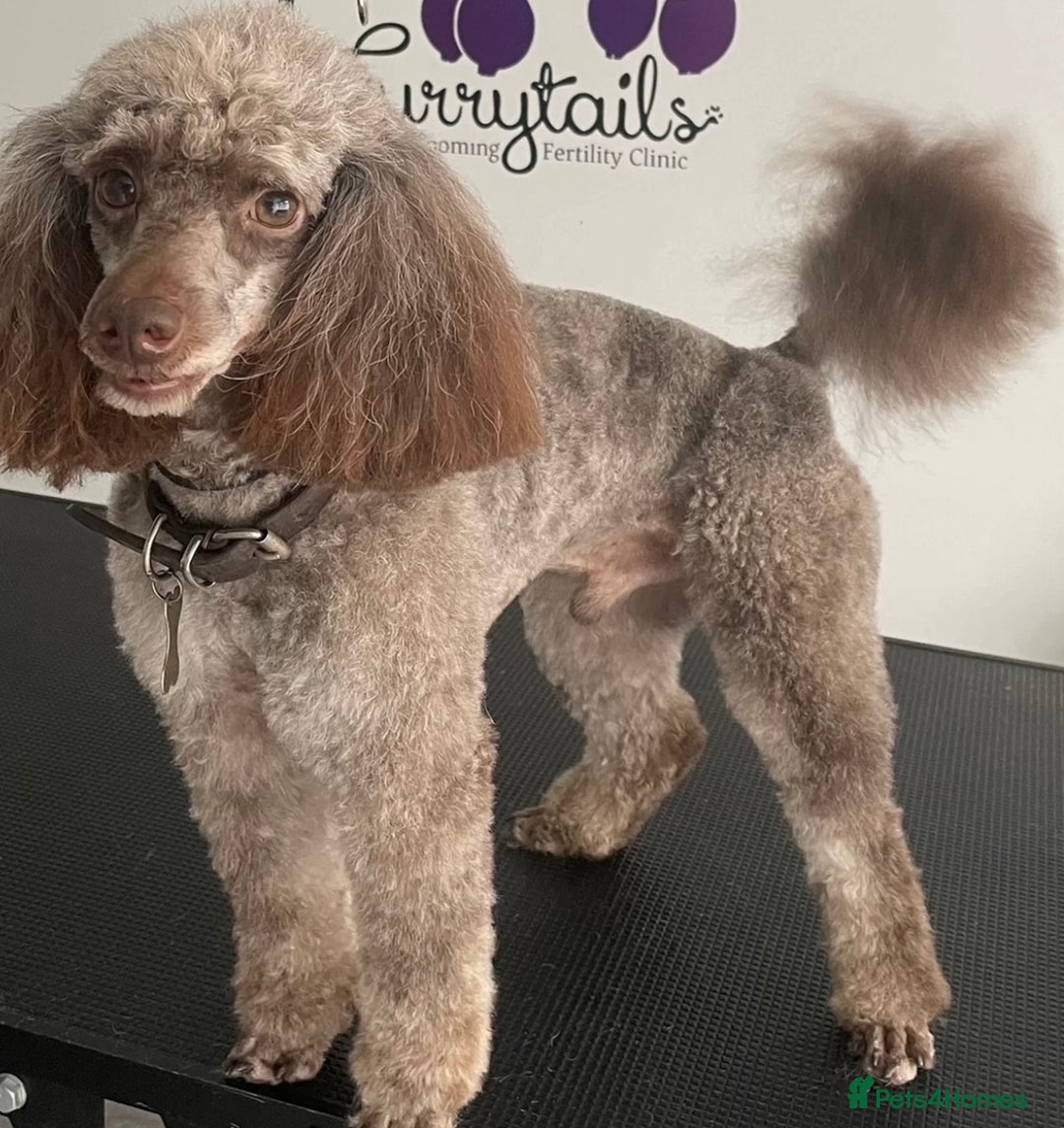 Toy Poodle dogs for sale: 5 🌟 Toy Poodle from Kc Pedigree Parents.  - Advert 4