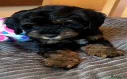 Toy Poodle dogs for stud: Tri Coloured Toy and Miniature studs in Northallerton - Image 14