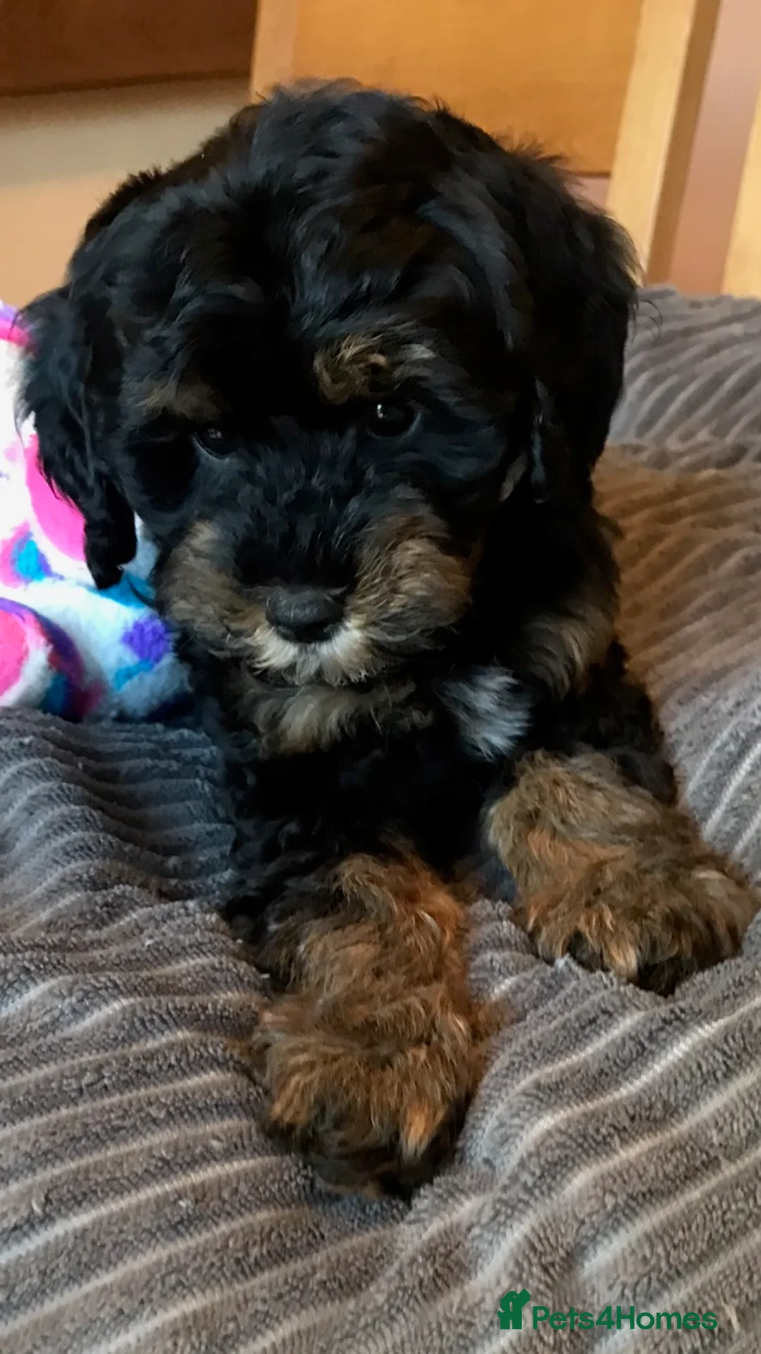 Toy Poodle dogs for stud: Tri Coloured Toy and Miniature studs in Northallerton - Advert 14