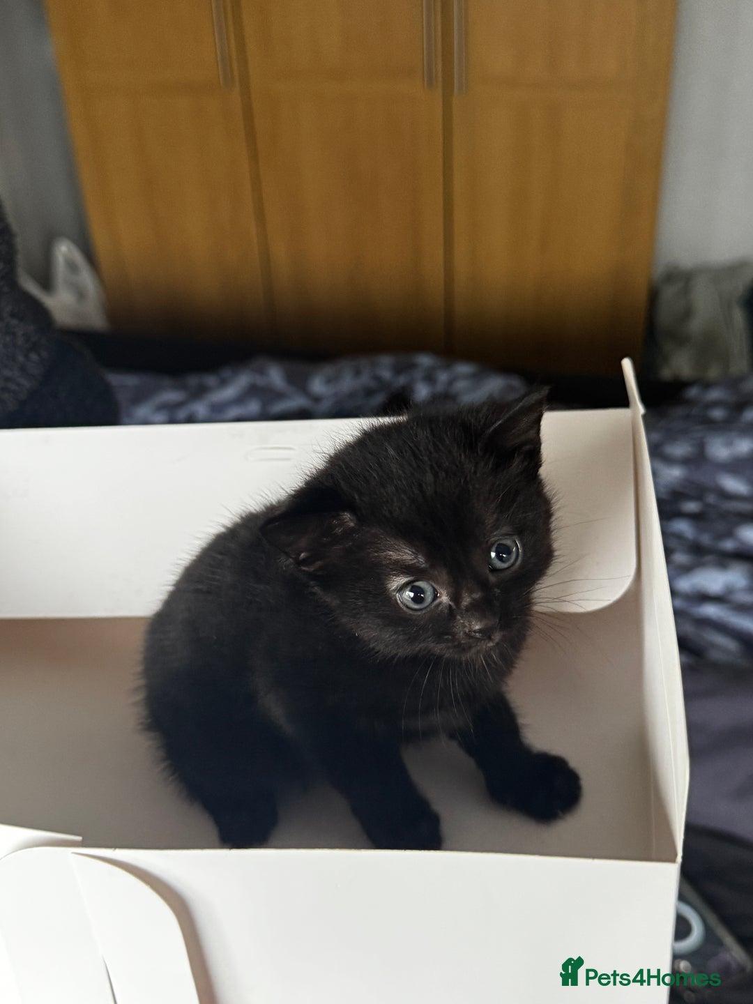 Mixed Breed cats for sale: Bombay cat  - Advert 7