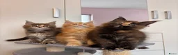 Maine Coon cats for sale: ✨5 Gorgouse GCCF Pure bred MaineCoon Kittens.  - Advert 16