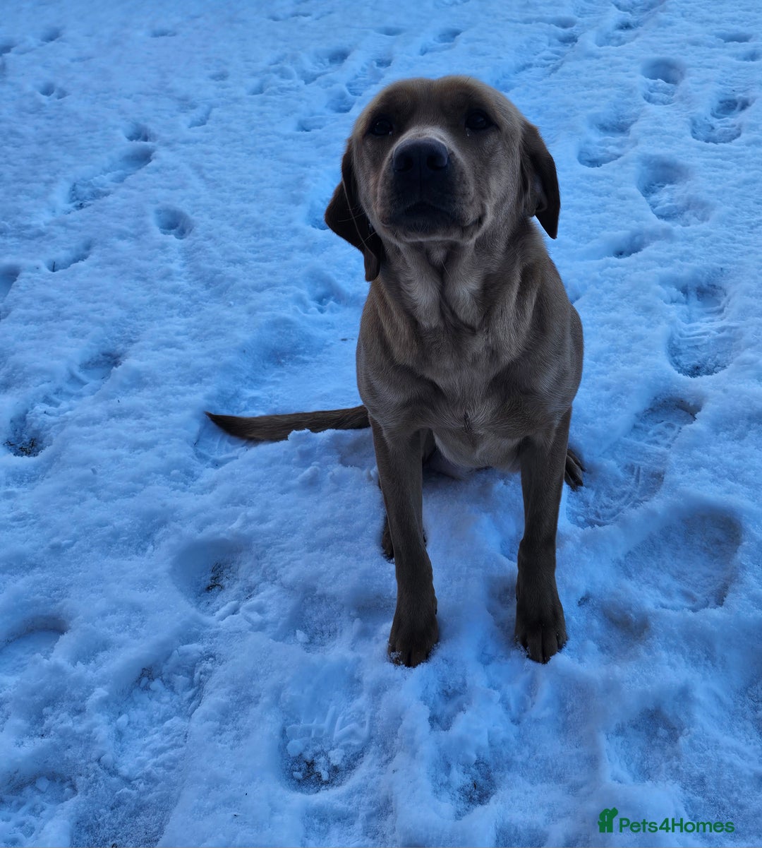 Labrador Retriever dogs for sale: Labrador pups  - Advert 4