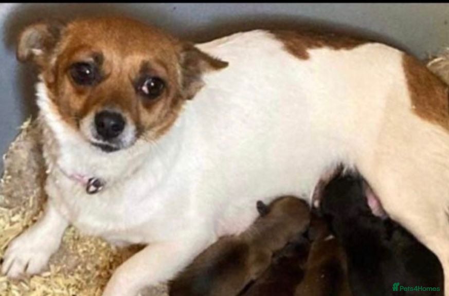 Mixed Breed dogs Mini daschund x jack Russell  - Advert 8