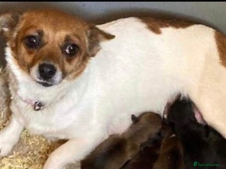 Mixed Breed dogs Mini daschund x jack Russell - Advert 1