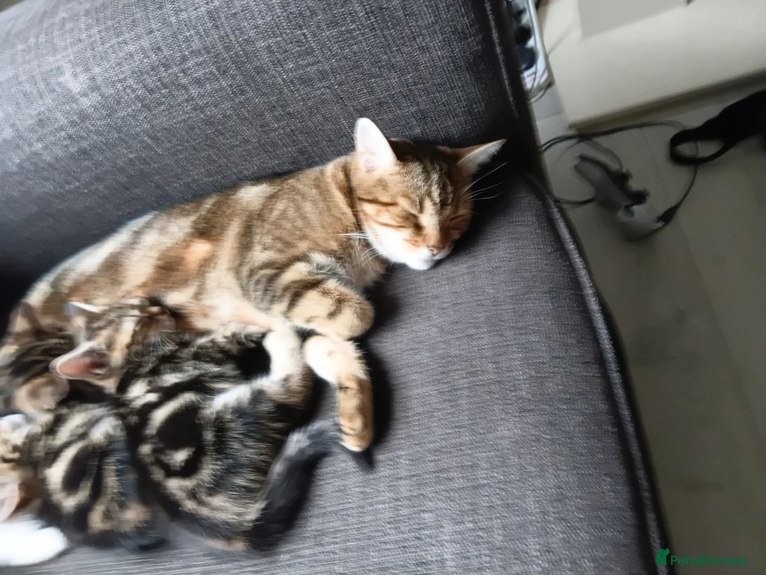 Bengal cats for sale: Bengle cross - Advert 1