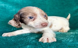 Sprocker dogs for sale: Last Merle dog pup cocker spaniel - Advert 2