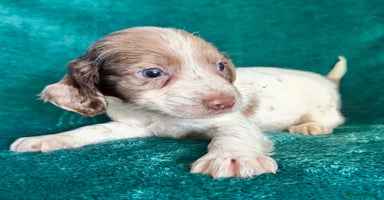 Sprocker dogs Last Merle dog pup cocker spaniel - Advert 14