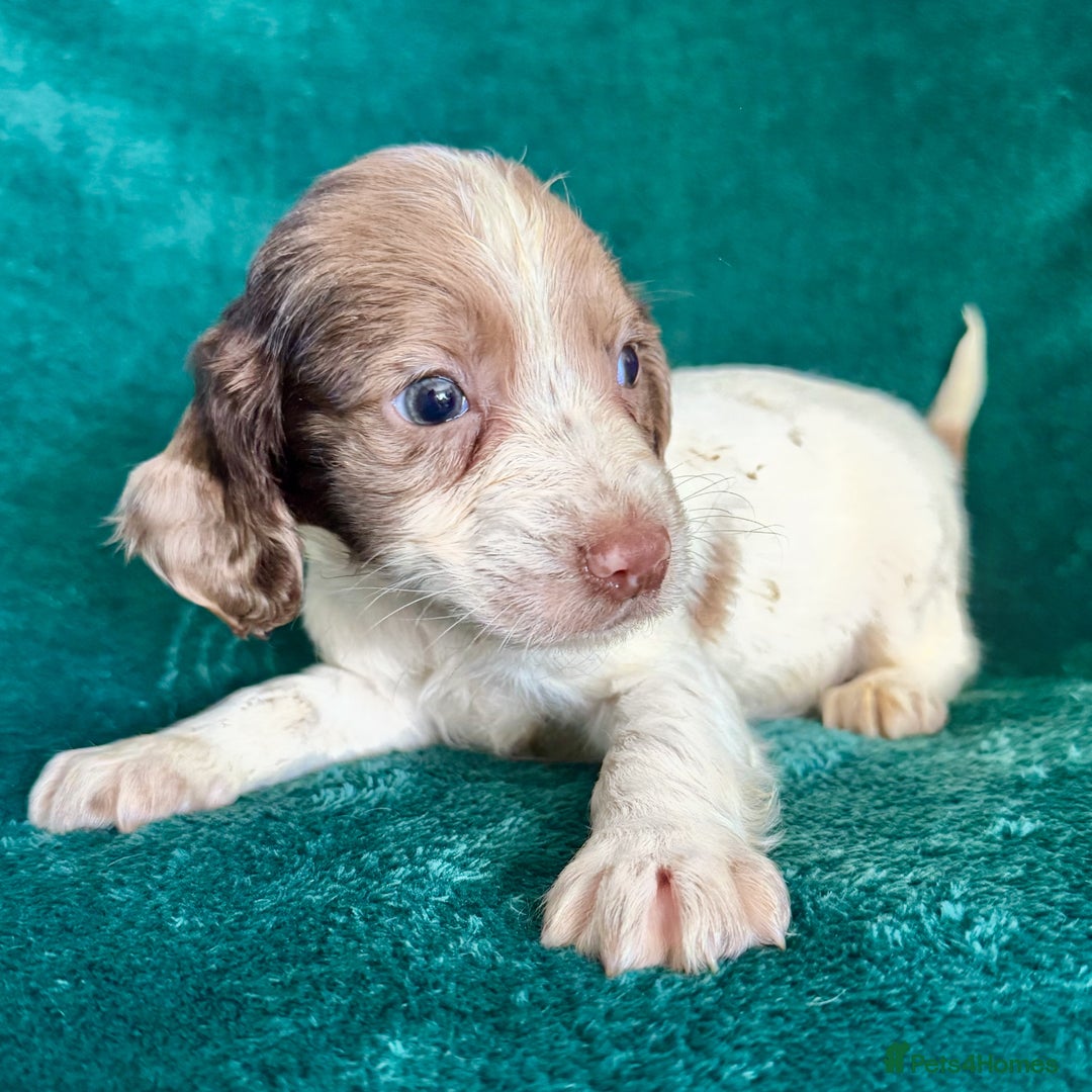 Sprocker dogs for sale: Last Merle dog pup cocker spaniel - Advert 2