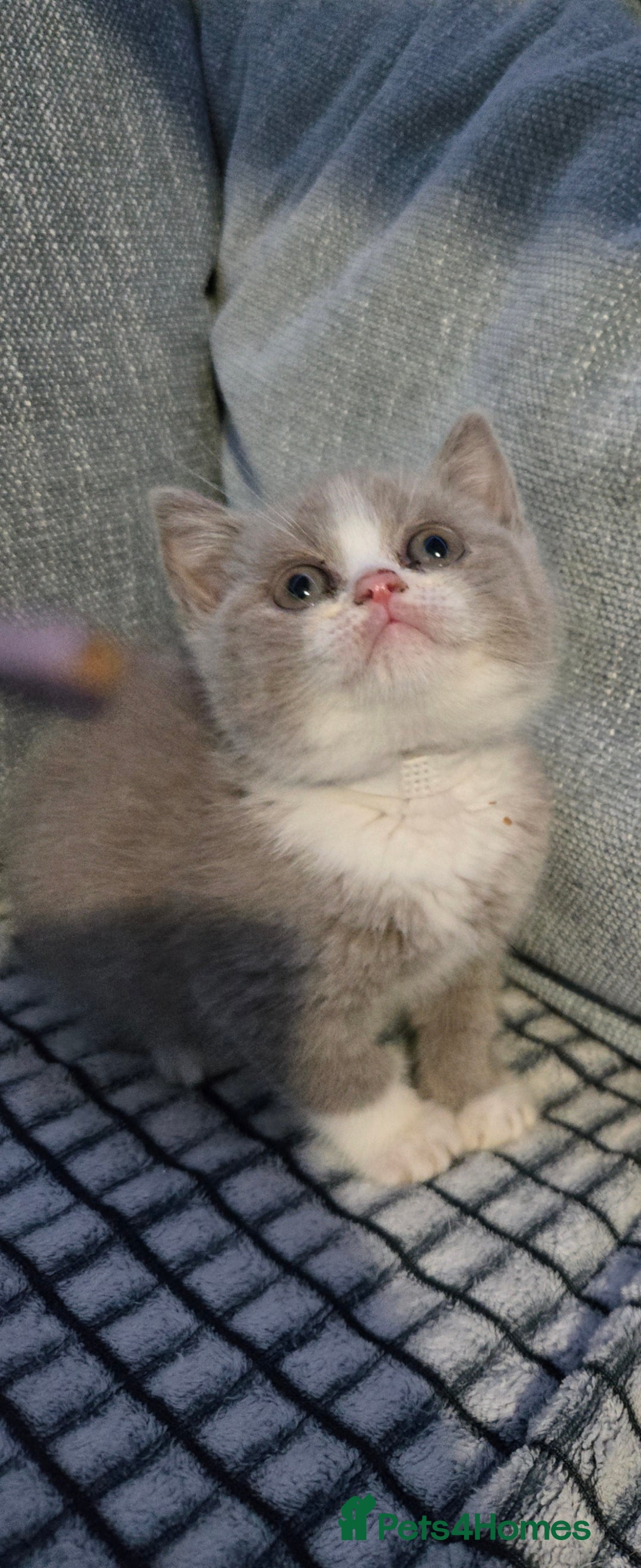 British Shorthair cats for sale: British shorthair kittens olny 1 girl ready now - Advert 17