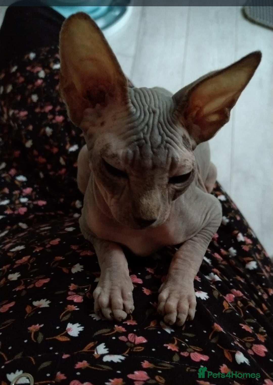 Sphynx cats for sale: Beautiful blue tabby girl - Advert 11
