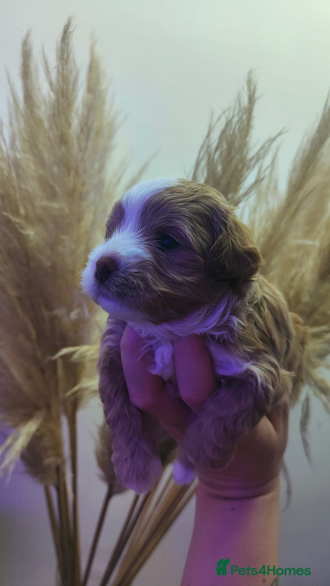 Maltipoo dogs for sale: F1 Tiny Maltipoo Puppies  - Advert 28