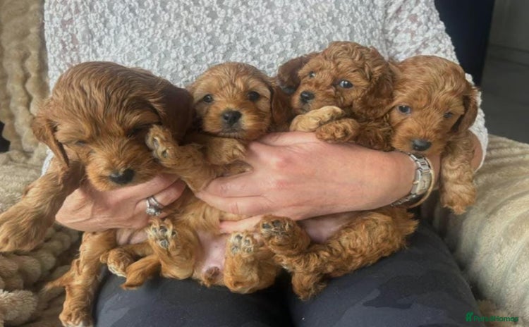 Cavapoo dogs - Advert 1