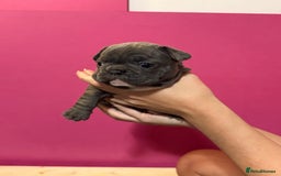 French Bulldog dogs for sale: French Bulldog Puppies – Ready 1st December! 💙 🐾 - Image 4