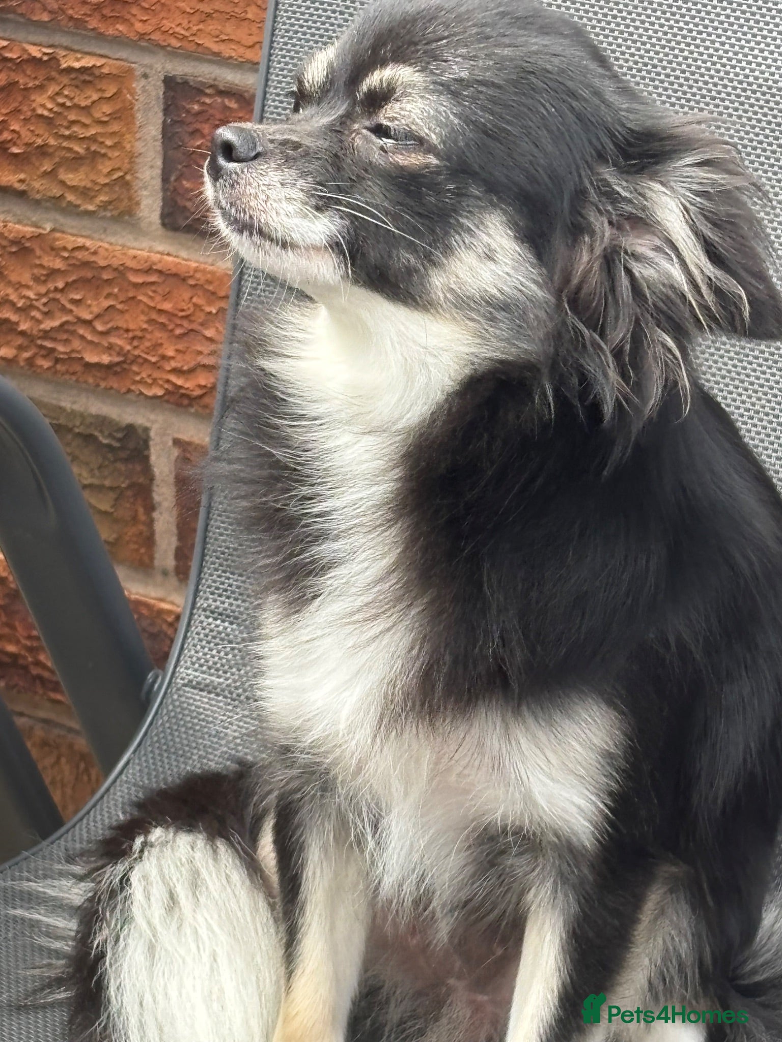 Chihuahua dogs vinnie - Advert 2