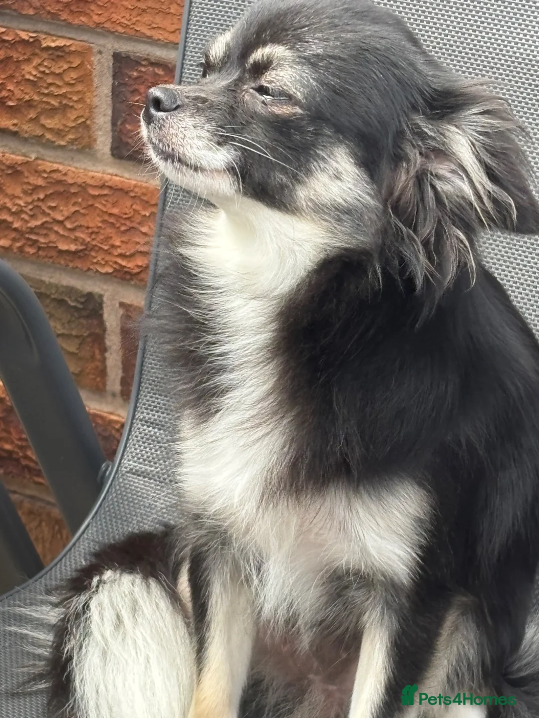 Chihuahua dogs for sale: vinnie - Advert 1