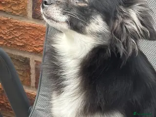 Chihuahua dogs vinnie - Advert 9