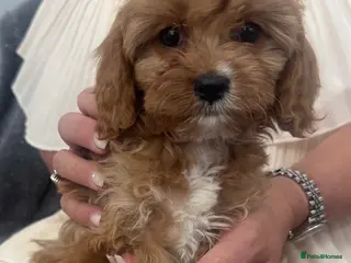 Cavapoo dogs Gorgeous F1 Cavapoo Pups Ready for Loving Homes 🐾 - Advert 1