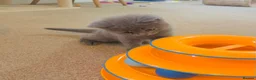 Russian Blue cats for sale: New litter 8wk Russian Blue British Shorthair boys - Advert 21