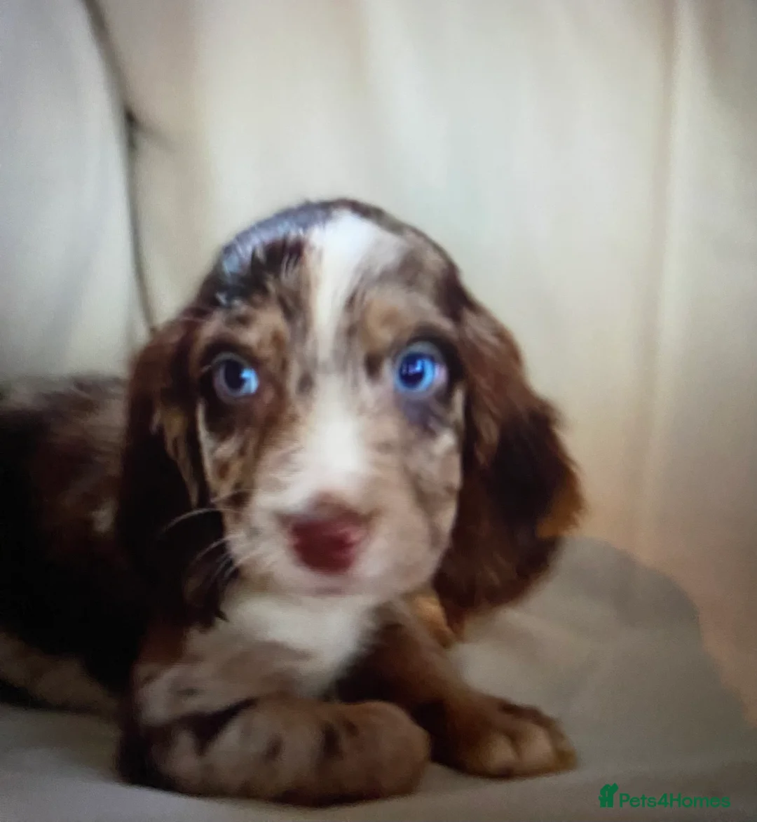 Cocker Spaniel dogs for sale: Beautiful letter of working Cocker spaniel’s - Advert 2
