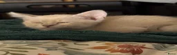 Burmese cats for sale: Gorgeous Playful Loving Burmese Kittens  - Advert 14