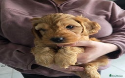 Cockapoo dogs for sale: F1B Red Cockapoo Pups - Image 17